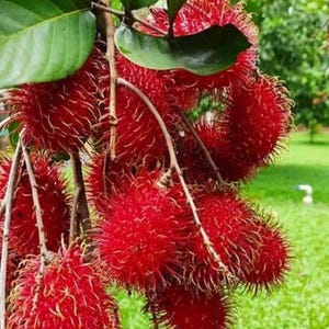 May include: A bunch of red rambutan fruit with hairy, spiky exteriors hanging from a tree branch. The fruit is ripe and ready to eat.