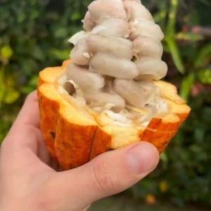 Theobroma Bicolor - Etsy