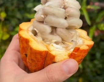 Cacao tree/Buy One and get two free /live plant/Free shipping/ approx 1  feet /USDA certified