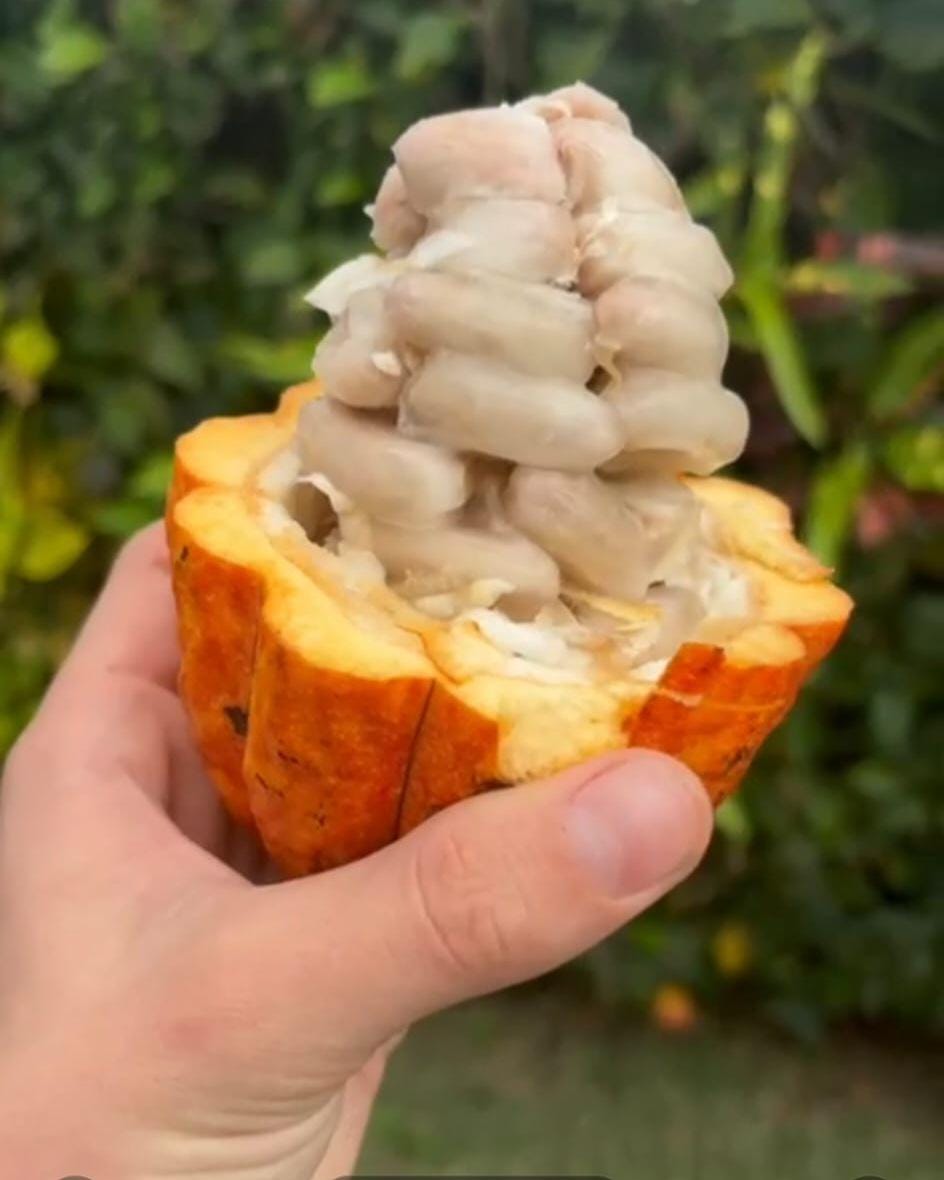 Bogo but One and Get Two Free! Live Cacao Tree (theobroma Cacao