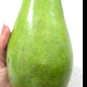 Avocado Tree / aguacate injerto - Avocado graft / Wilson Popenoe /Peresea americana approx. 91 cm / Free shipping / Organic / USDA certified