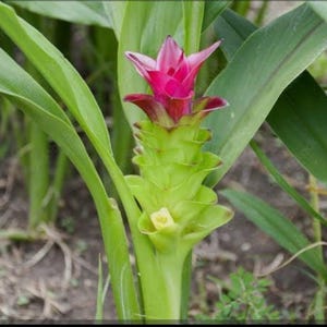 Two Ginger Curcuma xanthorrhiza, Large Plant Starts Rhizomes, Easy Grow / Free shipping and priority mail / USDA Certif