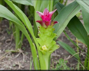 Two Ginger Curcuma xanthorrhiza, Large Plant Starts Rhizomes, Easy Grow / Free shipping and priority mail / USDA Certif