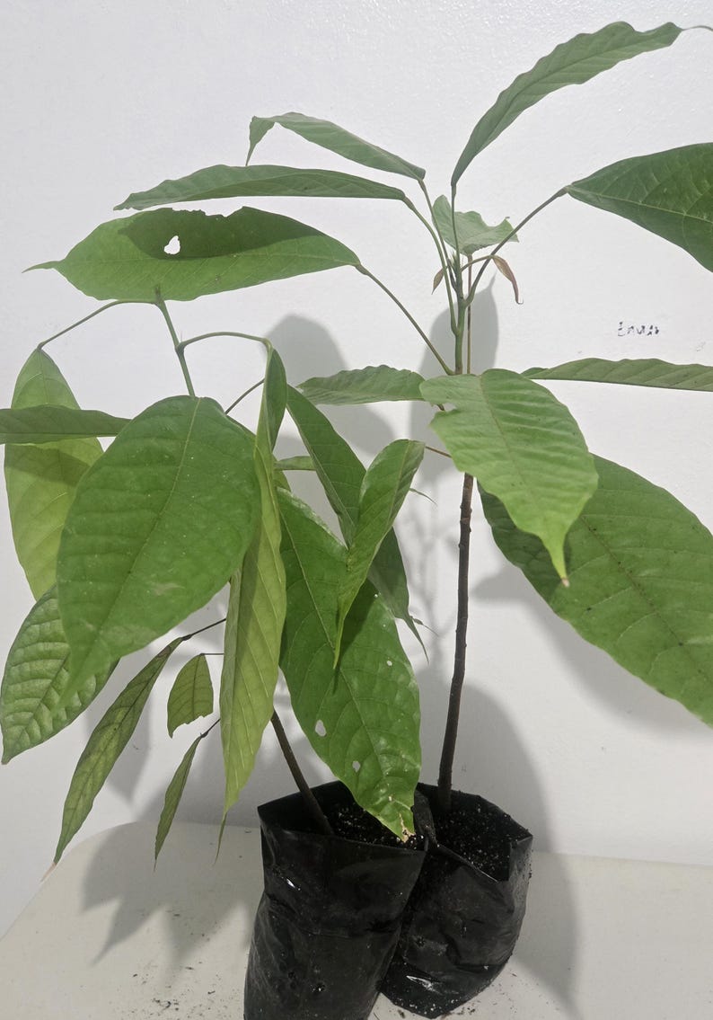 Arbolvidatropical Theobroma Cacao Tree - Thumbnail 3