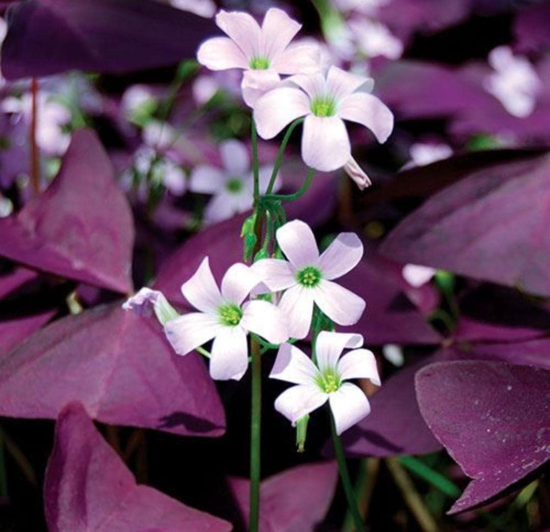 Purple Shamrock "Cupid" – Oxalis Triangularis | Love Plant | Lucky Clover in Pot | Approx. 1 ft | Free Shipping & Priority Mail | USDA Certi
