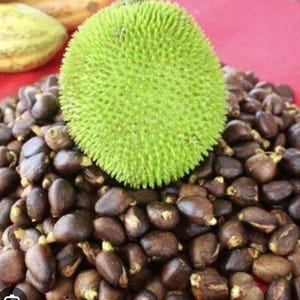 Two Live Breadfruit Trees / Seeded Variety (Artocarpus altilis) – 1.5 to 2 Feet – Free Shipping / Priority Mail