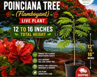 Royal Poinciana Tree Red (Flamboyant) live 12 @  16 inches Shipping priority