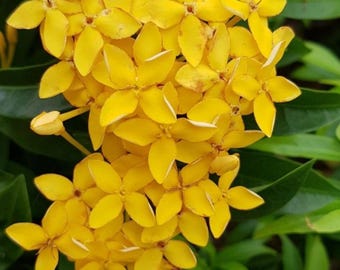 Dwarf Ixora Plant (yellow) (Set of 3), Vibrant West Indian Jasmine