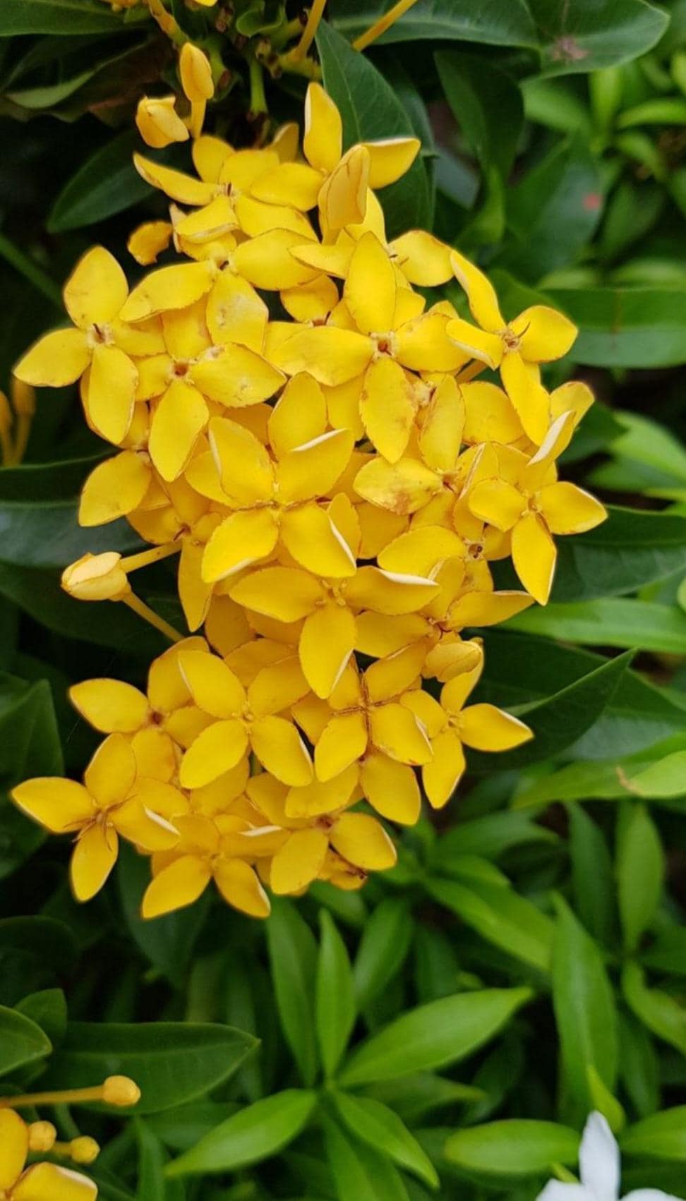 Pink Jasmine Plants for Sale - Etsy
