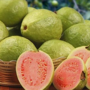 Live Guava Tree Pera Type Developed psidium Tree  approx. 2 feet – Tropical Fruit Tree for Planting / Free shipping and priority mail