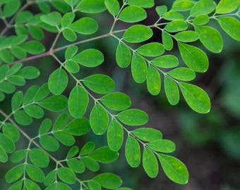 Moringa Oleifera Live Tree 12 inches – Ready to Plant – Ships Priority Mail