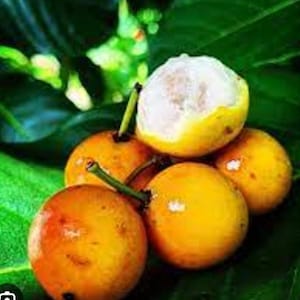 May include: A cluster of ripe, orange-yellow passion fruits, some with green stems, are displayed against a backdrop of lush, green leaves. One fruit is partially peeled, revealing the white pulp inside. The fruits have a glossy appearance.