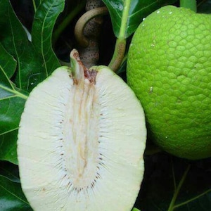 May include: A halved breadfruit reveals a creamy white interior with a central core, next to a whole green breadfruit. The image is set against a backdrop of lush green leaves and stems, showcasing the fruit's natural environment.