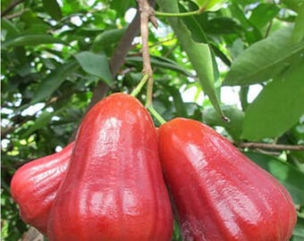 Pink cougar / rose apple / Pink Puma Guava Tree – Tropical Fruit Tree with Sweet Pink Flesh / Free shipping priority mail / approx 1.5 feet