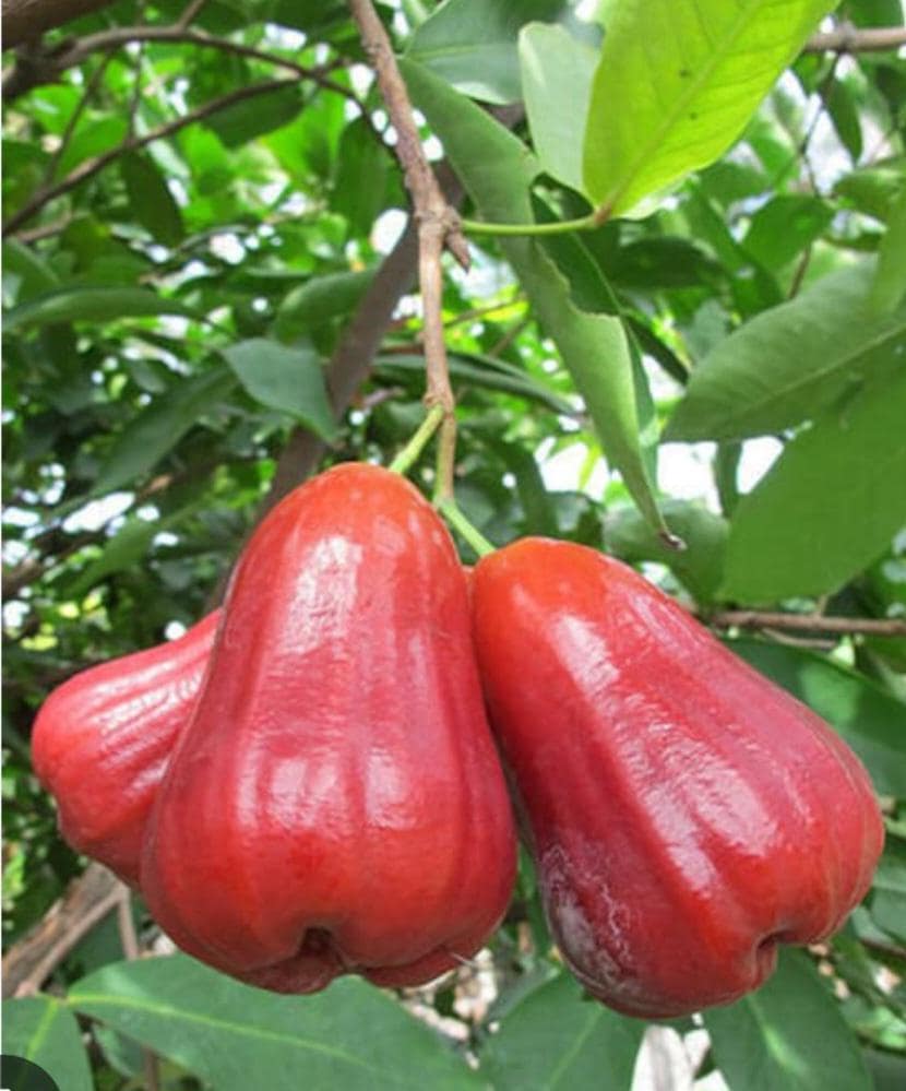 Pink cougar / rose apple / Pink Puma Guava Tree – Tropical Fruit Tree with Sweet Pink Flesh / Free shipping priority mail / approx 1.5 feet