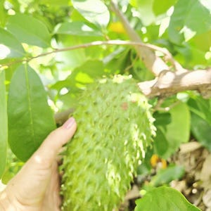 Soursop Tree / Graviola / Guanábana – Developed Tropical Fruit Tree / 3 feet approx / Live Plant – Free Priority Shipping /USDA certified