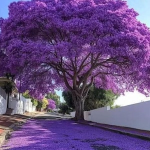 May include: A large tree with vibrant purple flowers dominates a street scene. The tree's canopy is a mass of purple blooms, casting shadows on the road below, which is covered in fallen petals. White walls and buildings line the street.