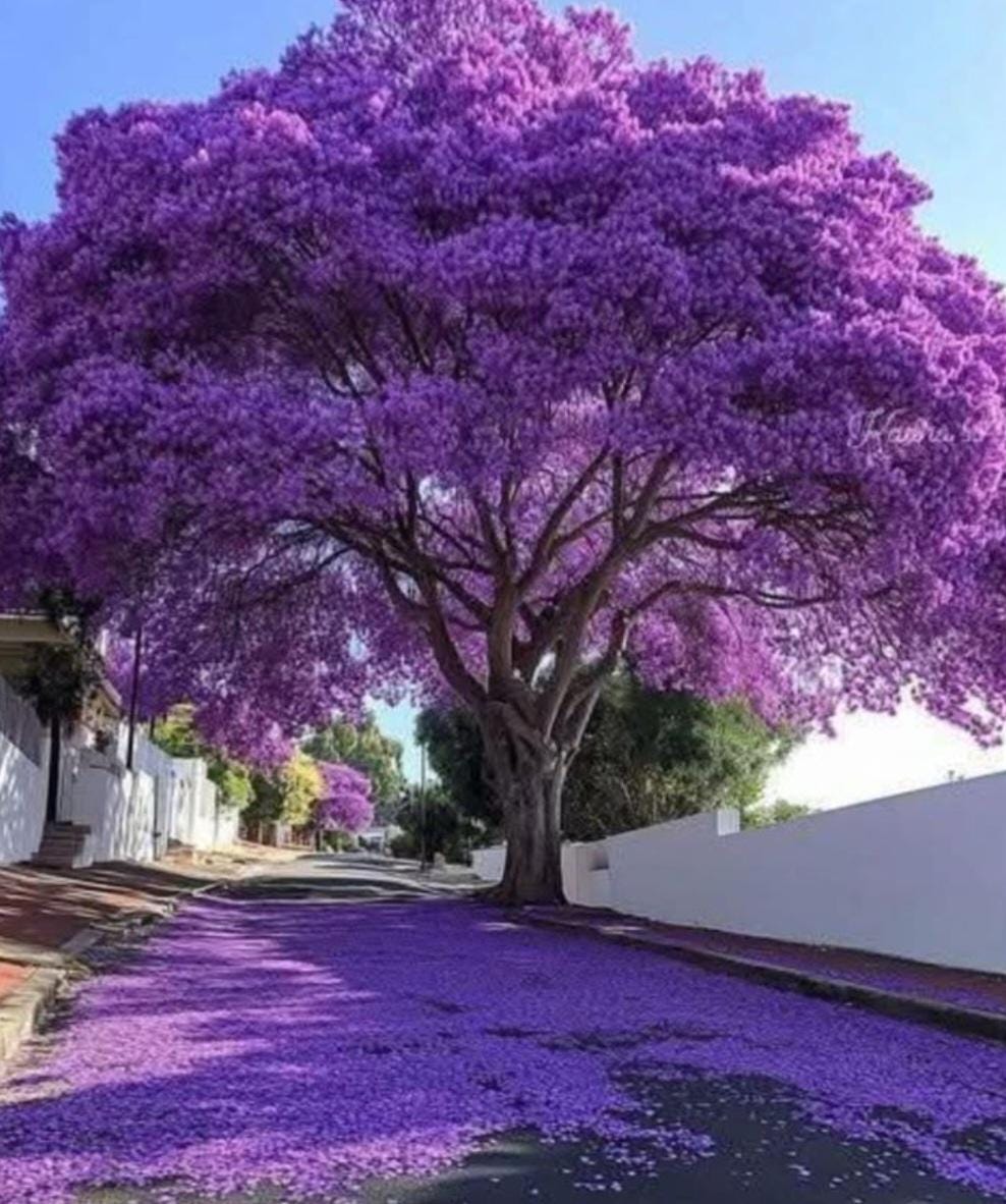 Jacaranda Tree: Violet Flowers, Shade Tree, 2ft Height (USPS