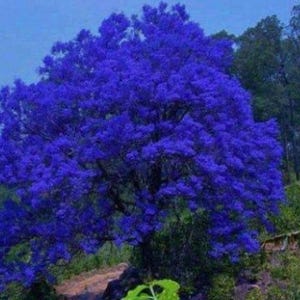 May include: A large, full-canopy tree covered in vibrant, deep blue-purple blossoms. The dense foliage creates a rounded shape, with dark branches visible beneath the heavy clusters of flowers. The tree stands against a backdrop of green trees.