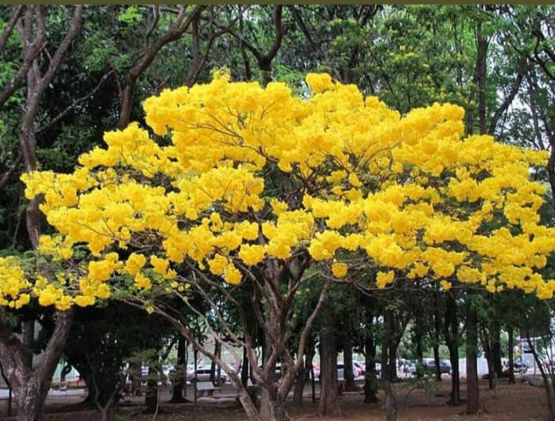 Árbol Enano Amarillo Flamboyán - 30 Cm De Altura - Planta Ornamental ...