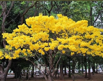 Árbol enano amarillo flamboyán - 45 a 60 cm de altura - Planta ornamental tropical / Envío gratuito y prioritario