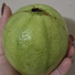 May include: A green guava fruit, held in a hand. The guava has a slightly textured surface with a few dark spots and a small, dark opening at the top. The fruit's color is a mix of light and medium green.