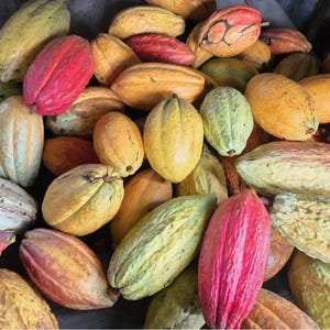Fresh Cacao Pods - Raw Chocolate Fruit - Direct from Farm / shipping priority