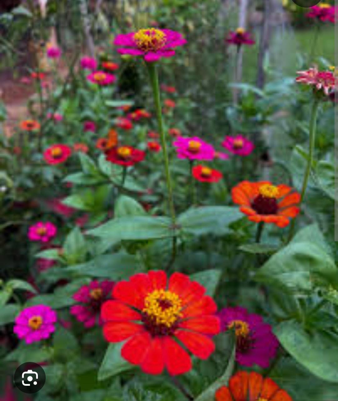 Zinnia multiflora