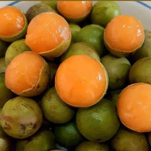 Buy One and Get Another Free  Spanish Lime Tree / Mamoncillo Tree / Quenepa Tree/ Shipping  Priority Mail /    1 Foot Tall