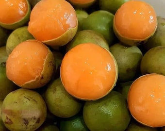 Un tilo español / Mamoncillo tree / Quenepa tree / Envío gratuito y correo prioritario / Uno @ 1.5 pies / Rico y jugoso