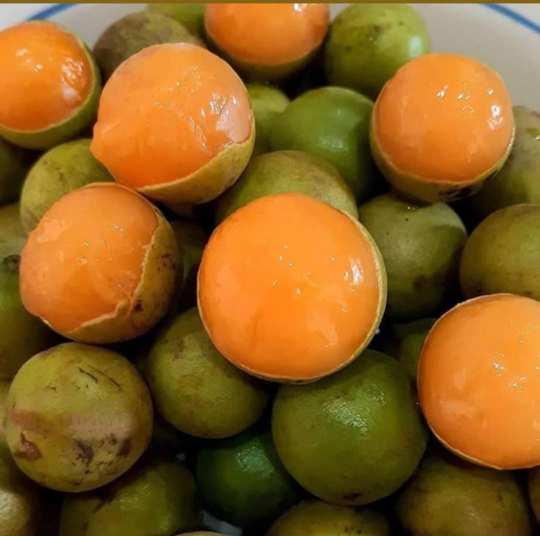 Un tilo español / Mamoncillo tree / Quenepa tree / Envío gratuito y correo prioritario / Uno @ 1.5 pies / Rico y jugoso
