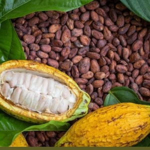 Granos de cacao orgánicos, sin químicos, listos para tostar. Envío prioritario gratuito. Una o tres libras.