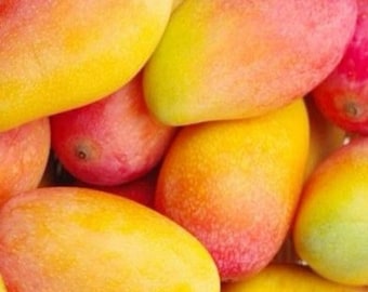 Live Ambika Mango Tree  Rare Indian Variety Sweet Fiberless Fruit  approx. 1.5 @ 2  feet meassure Tropical Plant for Home Garden Free shipp