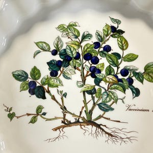 May include: A white ceramic pie dish with a scalloped edge featuring a botanical illustration of a blueberry bush with dark blue berries, green leaves, and brown roots. The text Vaccinium is printed in black script near the base of the plant.