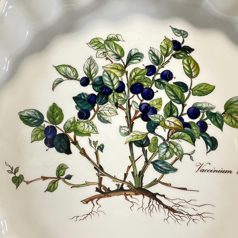 May include: A white ceramic pie dish with a scalloped edge featuring a botanical illustration of a blueberry bush with dark blue berries, green leaves, and brown roots. The text Vaccinium is printed in black script near the base of the plant.