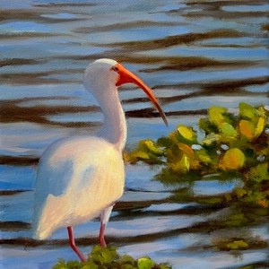 Ibis Wildlife Animal Art Print