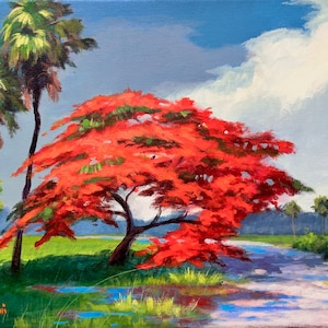 Royal Poinciana in Bloom Landscape Art Print