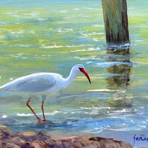 Ibis in Shallow Water Coastal Wildlife Art Print