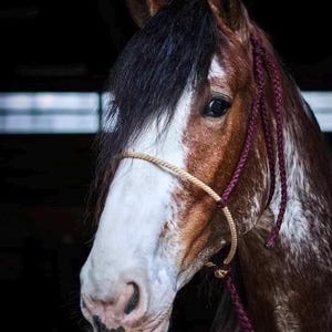 Lariat Noseband Halter