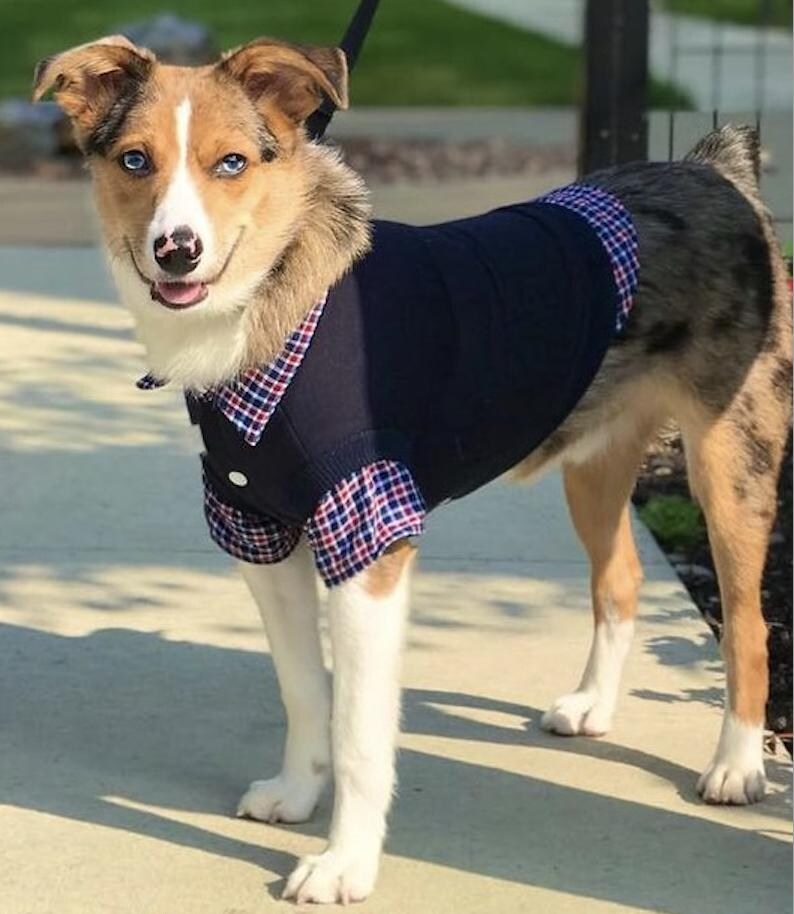 May include: A dog wearing a navy blue sweater with a red, white, and blue plaid shirt collar and cuffs. The dog has blue eyes, a white and brown face, and is standing on a concrete surface.