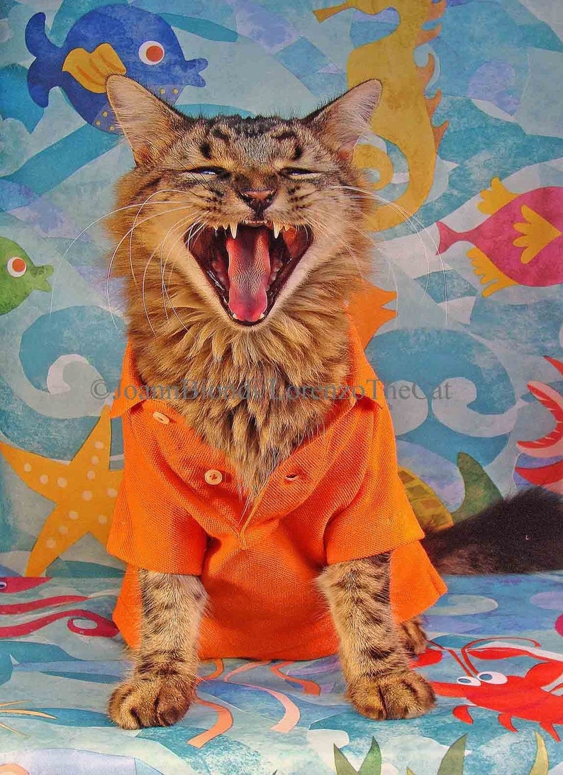 Puede incluir: Un gato atigrado marr&oacute;n con una camisa polo naranja con cuello y botones blancos. El gato est&aacute; bostezando con la boca abierta, mostrando su lengua rosa. El gato est&aacute; sentado sobre un fondo colorido con un caballito de mar, una estrella de mar y otras criaturas marinas.