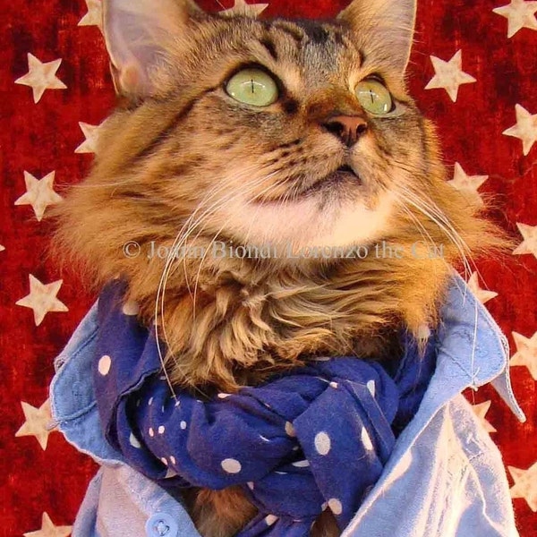 Americana Cat Greeting Card