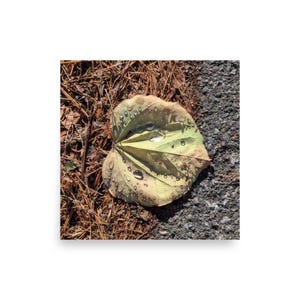 Leaf with raindrops (poster, unframed)