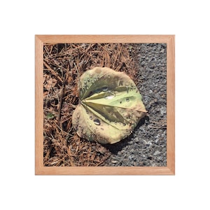 Leaf with raindrops (framed print)