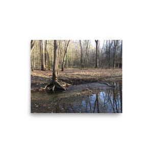 Creek and trees, early spring (poster, unframed)