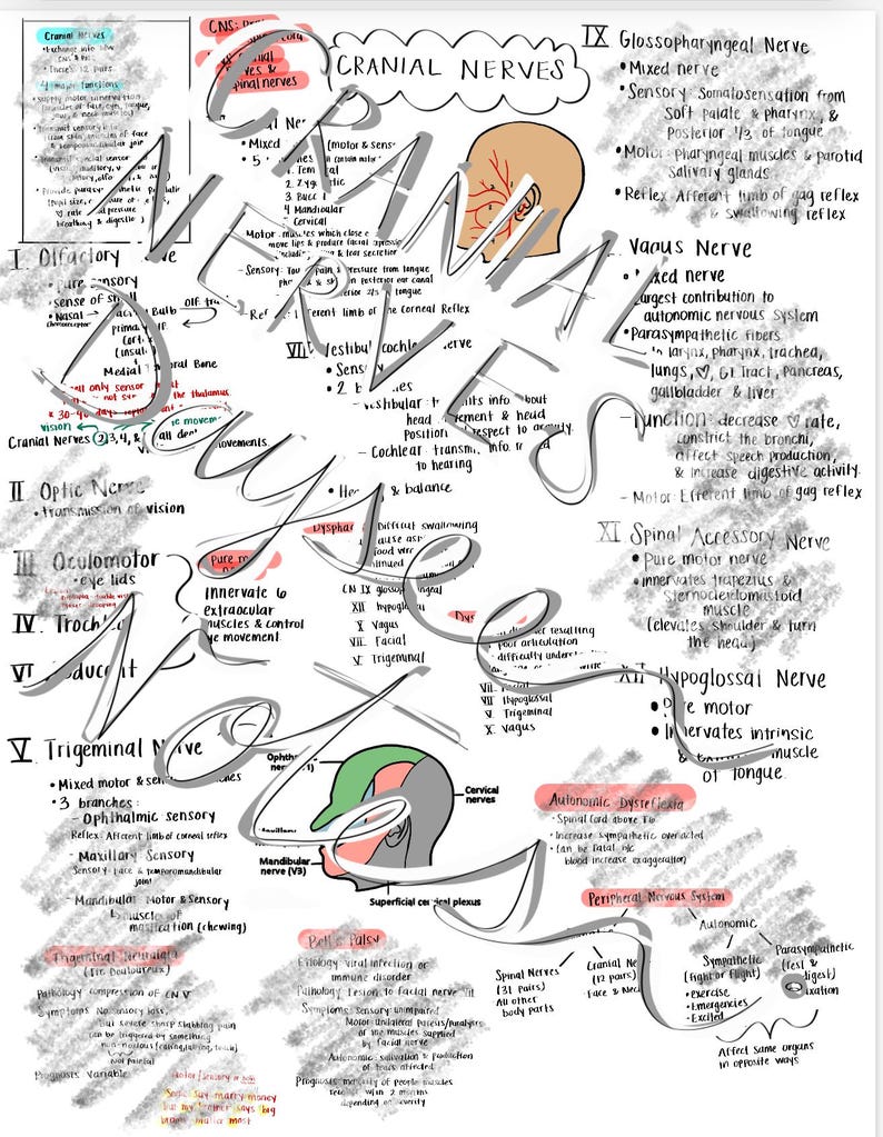 Handwritten Cranial Nerves Study Guide | CN 1–12 Cheat Sheet ...