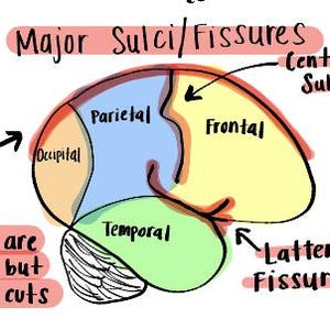手書きの神経科学ノート | 脳の解剖と機能の学習ガイド | OT PT SLP 印刷可能