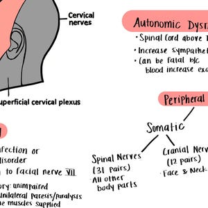 Handwritten Cranial Nerves Study Guide | CN 1–12 Cheat Sheet ...