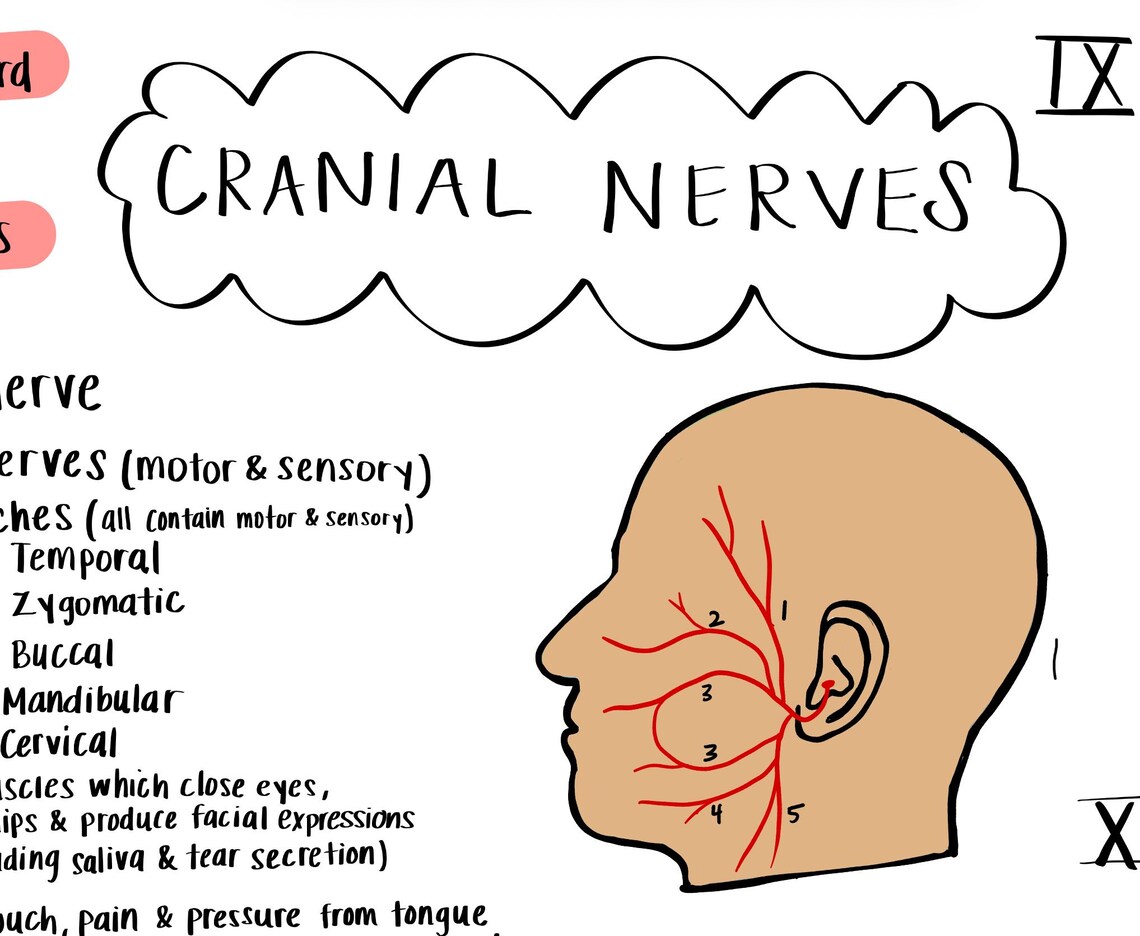 Handwritten Cranial Nerves Study Guide | CN 1–12 Cheat Sheet ...