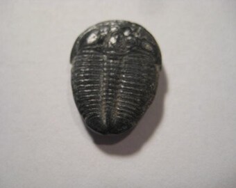 Excellent AAA Quality 100/% Natural Trilobite Fancy Shape Cabochon Loose Gemstone 13 Ct For Making Jewelry 28X13X5 mm NG-7